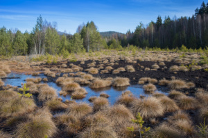 The national park includes a peat bog with tannins in the water. Concept of tannins in water.